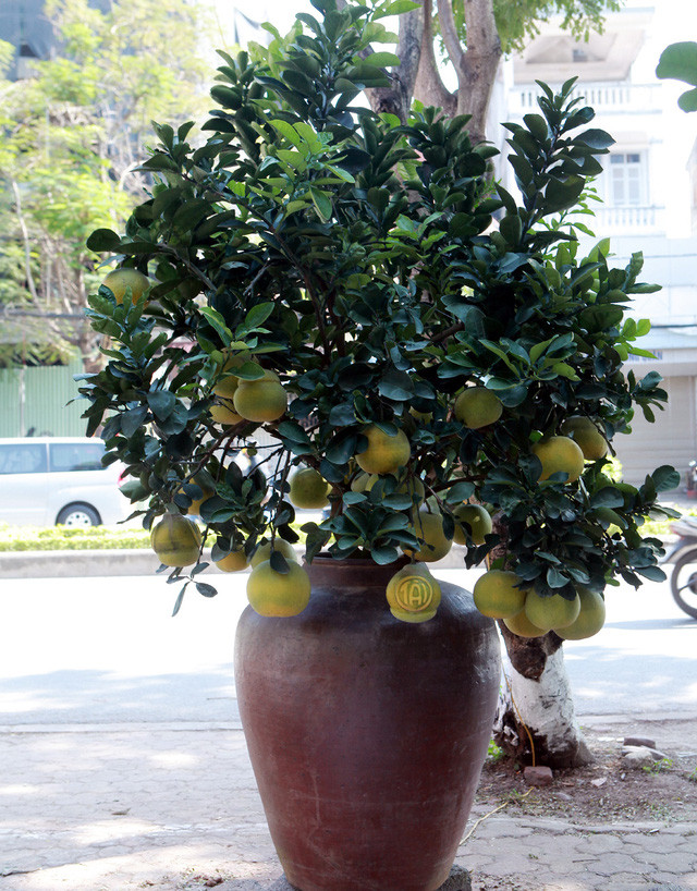 Buoi “khung” gia den 50 trieu/cay cho dan mua ve trung Tet-Hinh-2