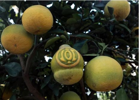 Buoi “khung” gia den 50 trieu/cay cho dan mua ve trung Tet-Hinh-4