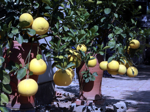 Buoi “khung” gia den 50 trieu/cay cho dan mua ve trung Tet-Hinh-7