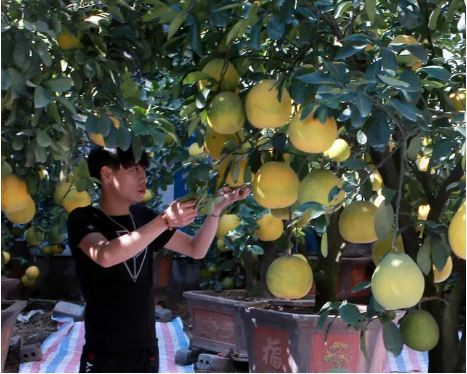 Buoi “khung” gia den 50 trieu/cay cho dan mua ve trung Tet-Hinh-8