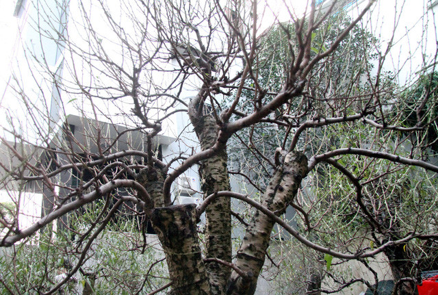 Buoi “khung” gia den 50 trieu/cay cho dan mua ve trung Tet-Hinh-13