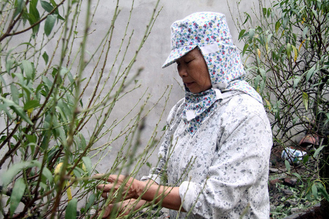 Buoi “khung” gia den 50 trieu/cay cho dan mua ve trung Tet-Hinh-12