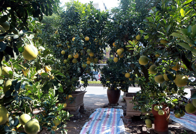 Buoi “khung” gia den 50 trieu/cay cho dan mua ve trung Tet-Hinh-10