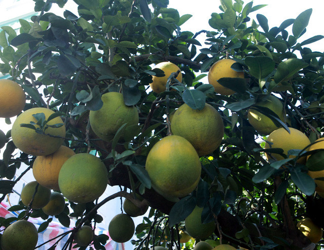 Buoi “khung” gia den 50 trieu/cay cho dan mua ve trung Tet-Hinh-6