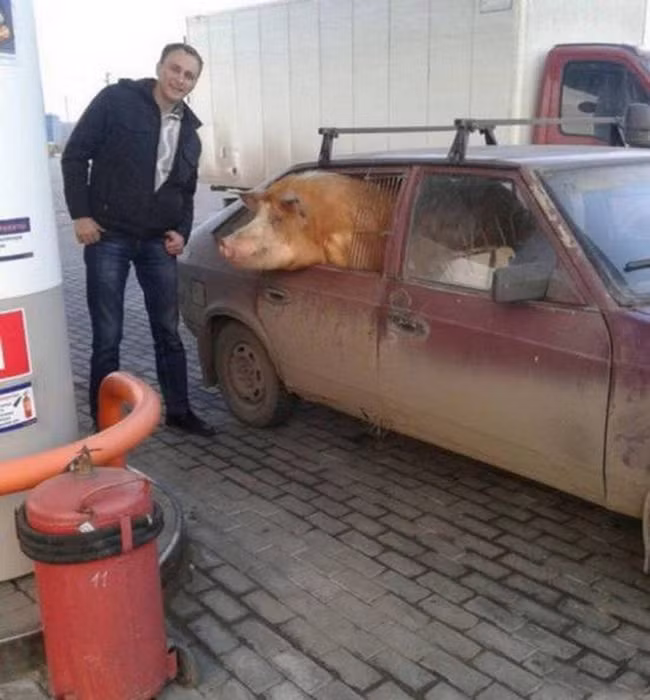 Người đàn ông chụp ảnh cùng chú lợn ngồi trong ô tô. Ảnh: ER.