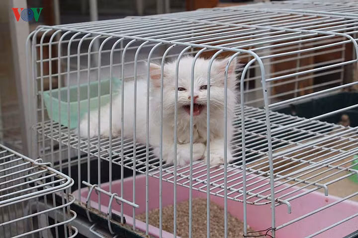 Một chú mèo con được bày bán trong lồng. Chú ta kêu meo meo khi thấy phóng viên chụp ảnh.