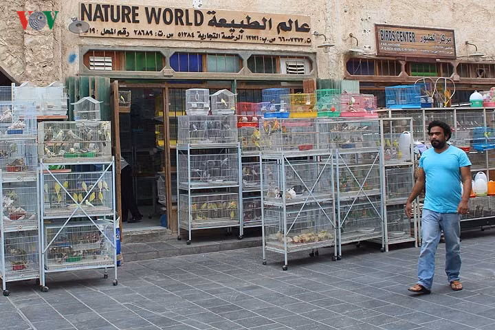 Khu vực bán chim cảnh và thú cưng (chó mèo…) cùng các phụ kiện đi kèm. Dự án chợ cổ này rộng tới hơn 150.000m2.