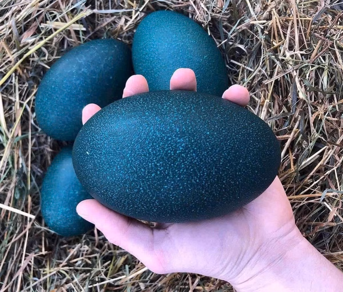 Su that ve trung la gia gan 1 trieu/qua rao ban khap cac cho