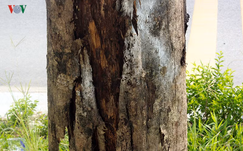 Tuyến đường Trần Hữu Dực được TP Hà Nội khánh thành ngày 28/4/2017 nối giữa đường Lê Đức Thọ đến đường 70 trên địa bàn phường Xuân Phương (quận Nam Từ Liêm, Hà Nội).