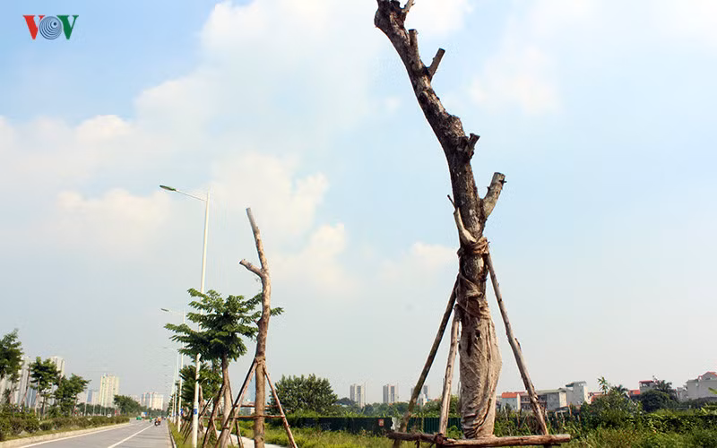 Những cây xanh tốt được đưa về đây để trồng giờ biến thành những cành cây khô bất đắc dĩ trên đoạn đường nghìn tỉ này.