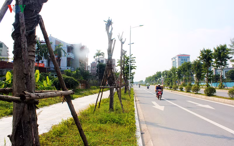 Ông Nguyễn Công Minh, một người dân sống tại đây phản ánh: "Những hàng cây này được trồng từ khi khánh thành nhưng chết hàng loạt và rất bất thường, cần phải nhanh chóng làm rõ, tránh gây lãng phí, thất thoát".