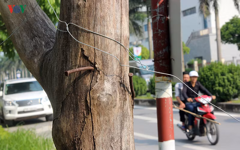 Những chiếc đinh nhọn đâm sâu vào thân cây.