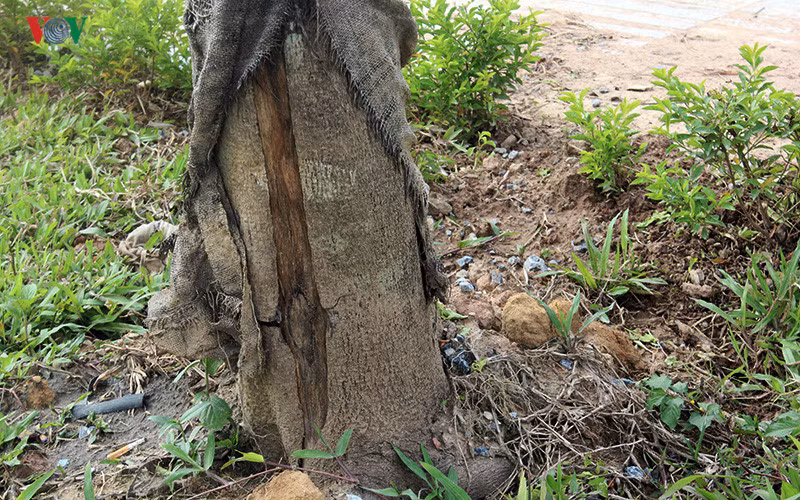 Những gốc cây bong tróc, chết khô và không thấy dấu hiệu của sự chăm sóc thường xuyên.