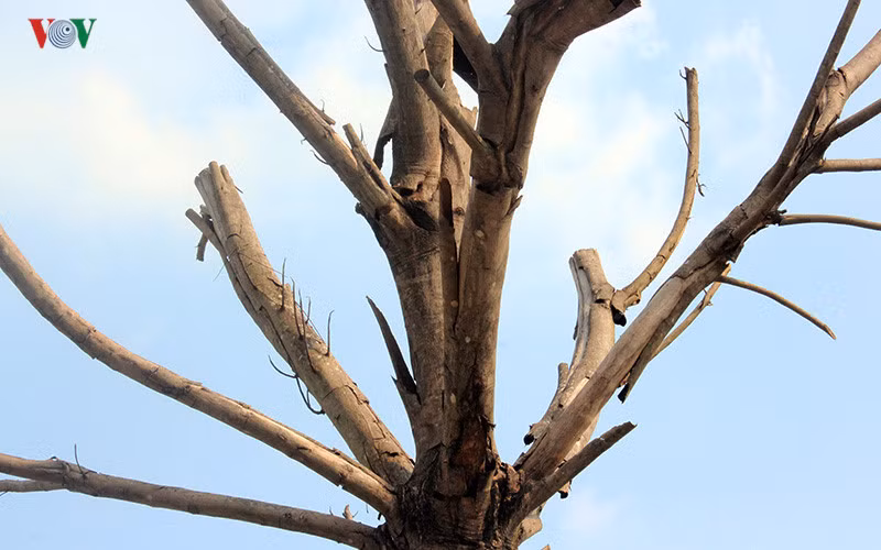 Ngọn cây biến thành cành củi khô bất đắc dĩ.