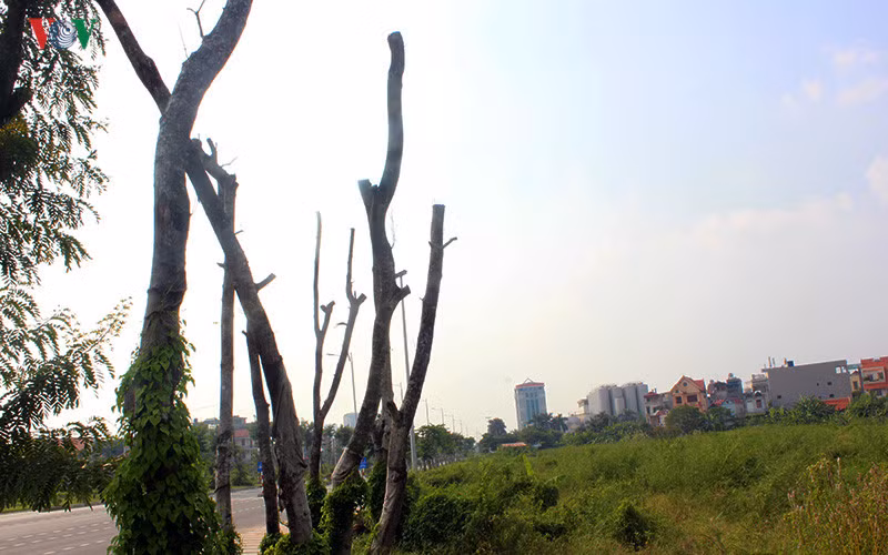 Một đoạn dài toàn những cành cây khô, trơ trụi đứng bên cạnh nhau.