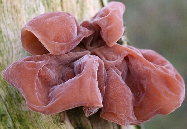 2. Mộc nhĩ tươi có chứa “porphyrin”. Mộc nhĩ tươi chứa porphyrin có thể gây mẩn ngứa, viêm da cơ địa và một số vấn đề sức khỏe khác. Đáng lưu ý, porphyrin không tan trong nước nên rất khó có thể làm sạch. Để an toàn, loại nấm này cần được phơi khô. (Ảnh minh họa)