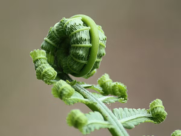Về vấn đề này, năm 1983, các nhà khoa học Nhật Bản phát hiện những người thường ăn dương xỉ dễ có các khối u ác tính như ung thư dạ dày, ung thư thực quản. Phát hiện dấy lên nghi ngờ ăn dương xỉ làm tăng nguy cơ ung thư. (Ảnh minh họa)