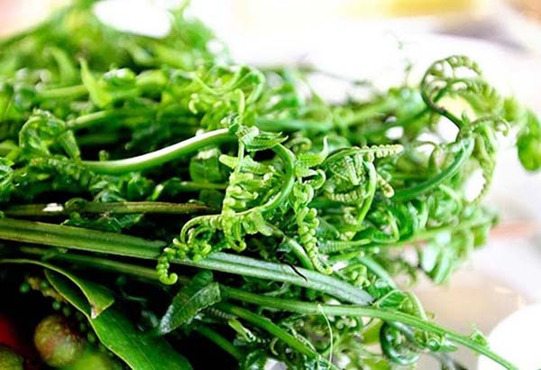 Được biết, dương xỉ non (bracken, rau dớn) là một trong những loại rau rừng được thu hoạch rộ vào mùa xuân. Rau ăn giòn ngon song nhiều người e ngại, lo lắng rằng ăn nhiều sẽ gây bệnh ung thư. (Ảnh minh họa)