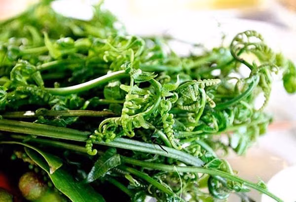 Được biết, dương xỉ non (bracken, rau dớn) là một trong những loại rau rừng được thu hoạch rộ vào mùa xuân. Rau ăn giòn ngon song nhiều người e ngại, lo lắng rằng ăn nhiều sẽ gây bệnh ung thư. (Ảnh minh họa)