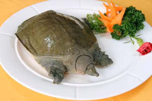 Trong khi đó, Đông y quan niệm thịt rùa có tác dụng dưỡng âm, hạ hỏa. Mang lại hiệu quả tích cực trong việc cải thiện tình trạng hoa mắt, chóng mặt, suy nhược, đổ mồ hôi ban đêm... (Ảnh: Sohu)