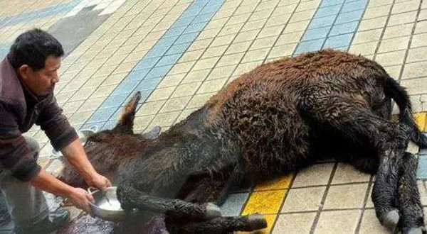 Theo đó, lừa sẽ bị trói chặt tứ chi dẫn đến không thể kháng cự. Quan sát con vật, người mua sẽ tùy ý chọn mảng thịt mình ưng ý.