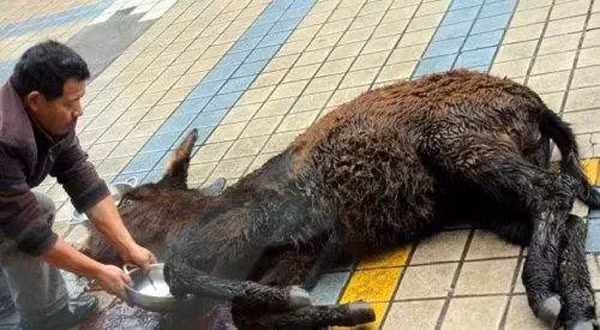 Theo đó, lừa sẽ bị trói chặt tứ chi dẫn đến không thể kháng cự. Quan sát con vật, người mua sẽ tùy ý chọn mảng thịt mình ưng ý.