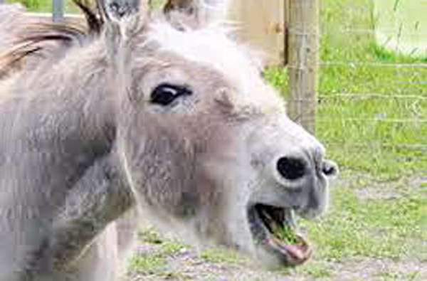 Thịt lừa thu được sẽ chế biến theo nhiều cách khác nhau theo sở thích người ăn. Đôi khi, nó sẽ được thái mỏng, trụng với nước sôi cho chín tái là có thể thưởng thức.