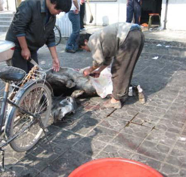 Lúc này, chủ hàng thịt sẽ tiến hành đổ nước sôi vào phần được chọn để làm lông, dùng dao cắt mảng thịt thấu tới tận xương, mặc cho chú cừu đau đớn, quằn quại.