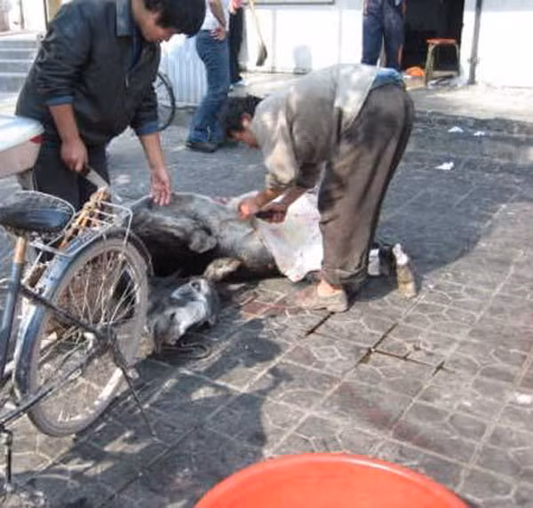 Lúc này, chủ hàng thịt sẽ tiến hành đổ nước sôi vào phần được chọn để làm lông, dùng dao cắt mảng thịt thấu tới tận xương, mặc cho chú cừu đau đớn, quằn quại.