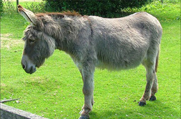 Một số người từng dùng lừa "tùng xẻo” cho biết, nếu không bàn đến cách chế biến tàn nhẫn thì món ăn tươi ngon từng thớ thịt. Vậy nhưng, không ít người cho rằng cách chế biến lừa “tùng xẻo” quá tàn nhẫn. Không thể viện cớ thỏa mãn thú vui ăn uống để đối xử dã man với động vật như vậy.