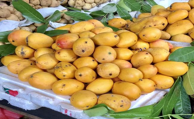 Đây cũng là trung tâm sản xuất xoài lớn nhất của Trung Quốc. Loại này thường được thu hoạch từ tháng 5 đến tháng 9.