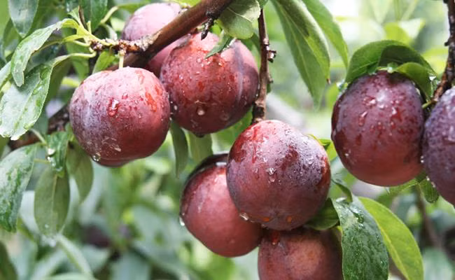 Lãnh đạo Sở Nông nghiệp và Phát triển nông thôn tỉnh Lào Cai cho biết, ở Lào Cai cũng có mận đen nhưng quả nhỏ, không đẹp mã bằng hàng Trung Quốc. Đặc biệt, sản lượng loại mận này rất ít, chủ yếu cung cấp cho khách du lịch trên tỉnh.