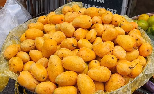 Tại các sạp hoa quả và xe bán rong tại địa phương có bán nhiều loại xoài chín, quả rất nhỏ, thường gọi là xoài mini, xoài tí hon hoặc xoài mút với giá bán lẻ chỉ 25.000 – 35.000 đồng/kg.