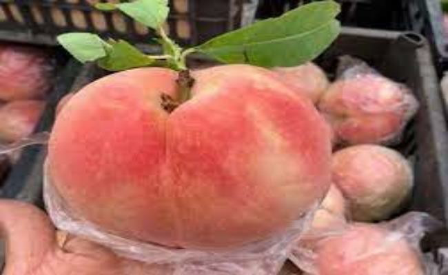 Trên nhiều tuyến phố, khu chợ bày bán khá nhiều loại đào được quảng cáo là đào tiên Lào Cai. Loại đào này có quả to, khoảng 2-3 quả đã được 1kg, ít lông, khi ăn có vị ngọt đậm, mùi thơm dịu. Giá bán trung bình từ 60-80.000 đồng/kg.