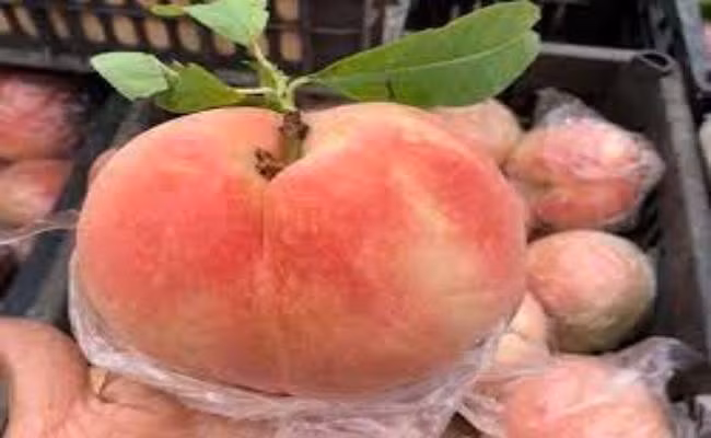 Trên nhiều tuyến phố, khu chợ bày bán khá nhiều loại đào được quảng cáo là đào tiên Lào Cai. Loại đào này có quả to, khoảng 2-3 quả đã được 1kg, ít lông, khi ăn có vị ngọt đậm, mùi thơm dịu. Giá bán trung bình từ 60-80.000 đồng/kg.