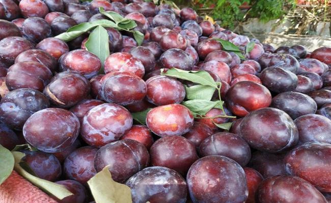 Trên thị trường Việt từng bán loại mận đen tím bầm, quả to bằng nắm tay người lớn. Bên trong thịt mận có màu vàng, mọng nước, ăn vị hơi chua ngọt và không giòn. Dân buôn bán hoa quả vẫn quảng cáo là “mận Sapa”.