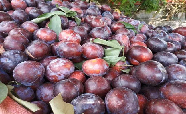 Trên thị trường Việt từng bán loại mận đen tím bầm, quả to bằng nắm tay người lớn. Bên trong thịt mận có màu vàng, mọng nước, ăn vị hơi chua ngọt và không giòn. Dân buôn bán hoa quả vẫn quảng cáo là “mận Sapa”.