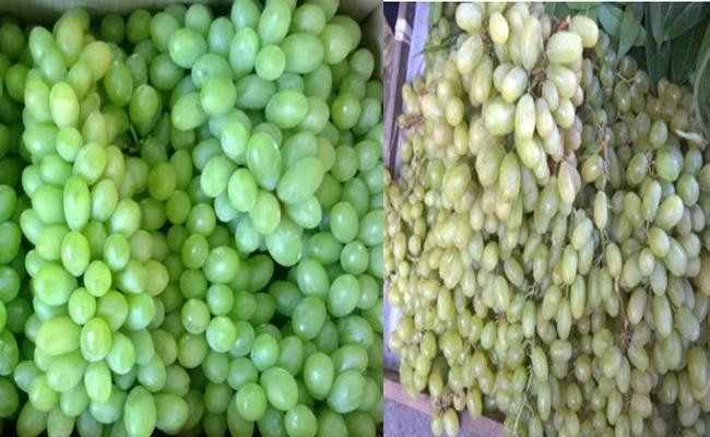 Các thương lái cho biết, loại nho xanh không hạt này được họ nhập từ Chợ đầu mối Thủ Đức và mỗi ngày bán ra thị trường cả trăm kilogam.