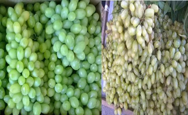 Các thương lái cho biết, loại nho xanh không hạt này được họ nhập từ Chợ đầu mối Thủ Đức và mỗi ngày bán ra thị trường cả trăm kilogam.