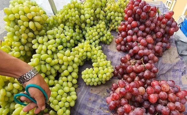 Chủ vựa cũng cho biết thêm, ở Việt Nam, công ty của ông cũng đã thử nghiệm trồng nhiều loại nho không hạt, nhưng vì điều kiện thổ nhưỡng không phù hợp nên 100% sản phẩm làm ra là nho có hạt. Vì thế nho xanh không hạt chủ yếu là hàng Trung Quốc.