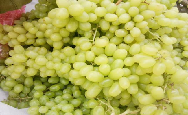 Tuy nhiên, một chủ vựa nho ở Ninh Thuận cho biết, thời điểm đó Ninh Thuận chỉ còn bán loại nho đỏ. Riêng nho xanh, toàn vùng đã hết hàng chỉ trong 2 tháng.