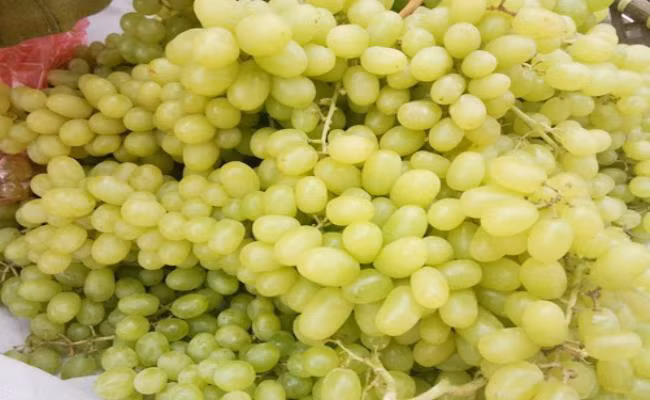 Tuy nhiên, một chủ vựa nho ở Ninh Thuận cho biết, thời điểm đó Ninh Thuận chỉ còn bán loại nho đỏ. Riêng nho xanh, toàn vùng đã hết hàng chỉ trong 2 tháng.