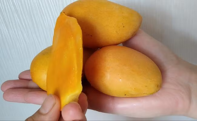 Theo giới buôn, nhiều năm nay lượng xoài Hải Nam nhiều, tăng khoảng 15-20% nhờ thời tiết khô ráo, nên có giá hấp dẫn.