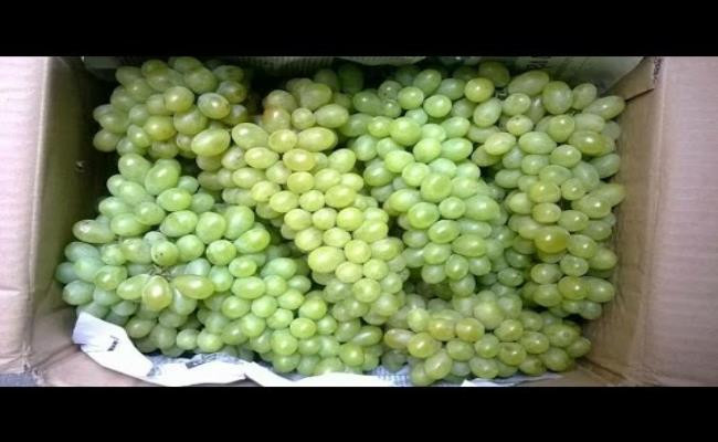 Vì vậy, nho bán trên thị trường thời điểm tháng 9 năm ngoái hoàn toàn không phải là nho Ninh Thuận.