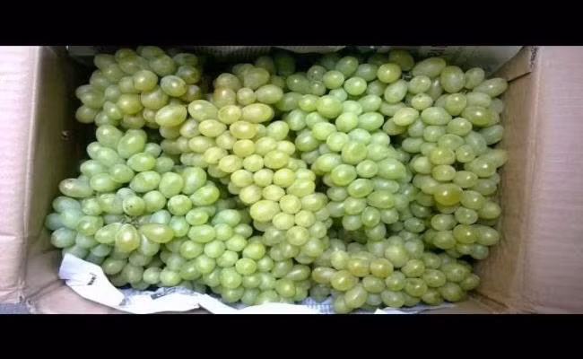 Vì vậy, nho bán trên thị trường thời điểm tháng 9 năm ngoái hoàn toàn không phải là nho Ninh Thuận.