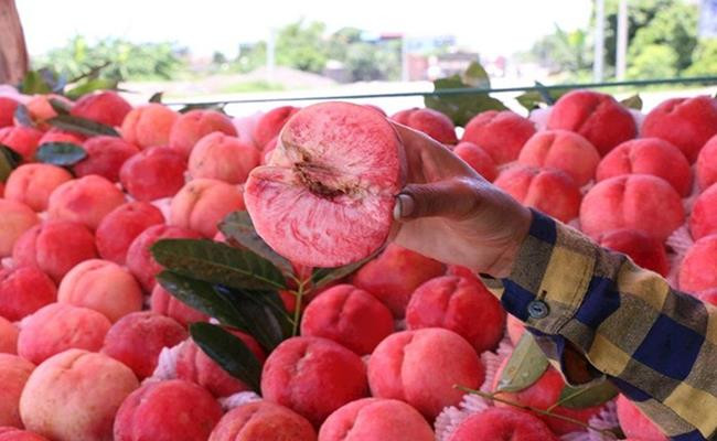 Tuy nhiên, ông Nguyễn Anh Tuấn – Giám đốc Sở Nông nghiệp và Phát triển nông thôn tỉnh Lào Cai khẳng định, điều kiện khí hậu và thổ nhưỡng của Lào Cai chưa trồng được loại đào này.