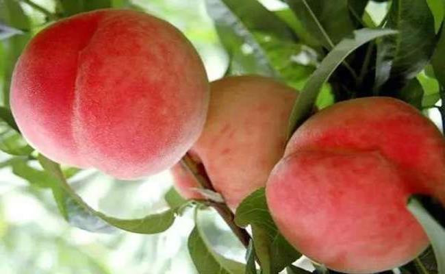 Mùa đào ở Sa Pa thường bắt đầu từ cuối tháng 4 và kết thúc vào cuối tháng 7 nên ngoài thời điểm trên, người tiêu dùng nên lưu ý để không mua phải đào Trung Quốc “đội lốt” hàng Việt.