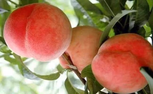 Mùa đào ở Sa Pa thường bắt đầu từ cuối tháng 4 và kết thúc vào cuối tháng 7 nên ngoài thời điểm trên, người tiêu dùng nên lưu ý để không mua phải đào Trung Quốc “đội lốt” hàng Việt.