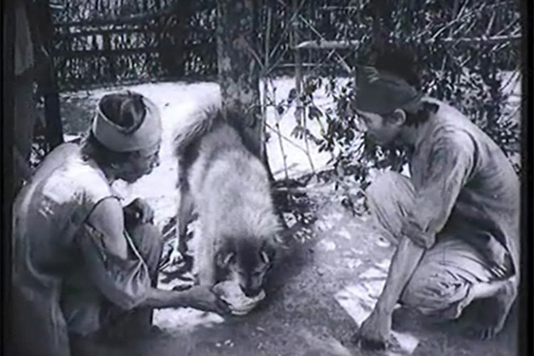 Trong “Làng Vũ Đại ngày ấy”, Lão Hạc cùng chú chó đóng vai "Cậu Vàng" có nhiều phân cảnh gây xúc động. Ảnh: Dân Việt
