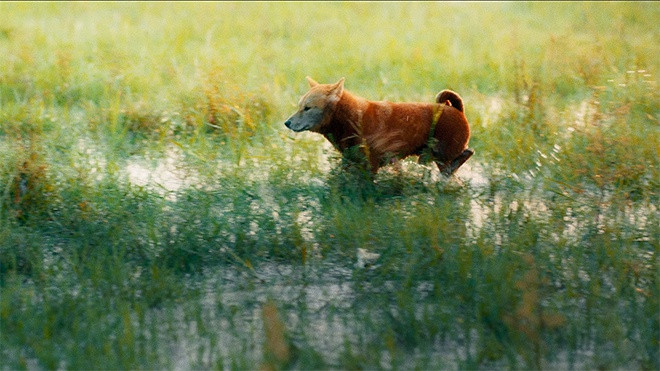 Ai da giet phim “Cau Vang“ cua Tran Vu Thuy?-Hinh-3